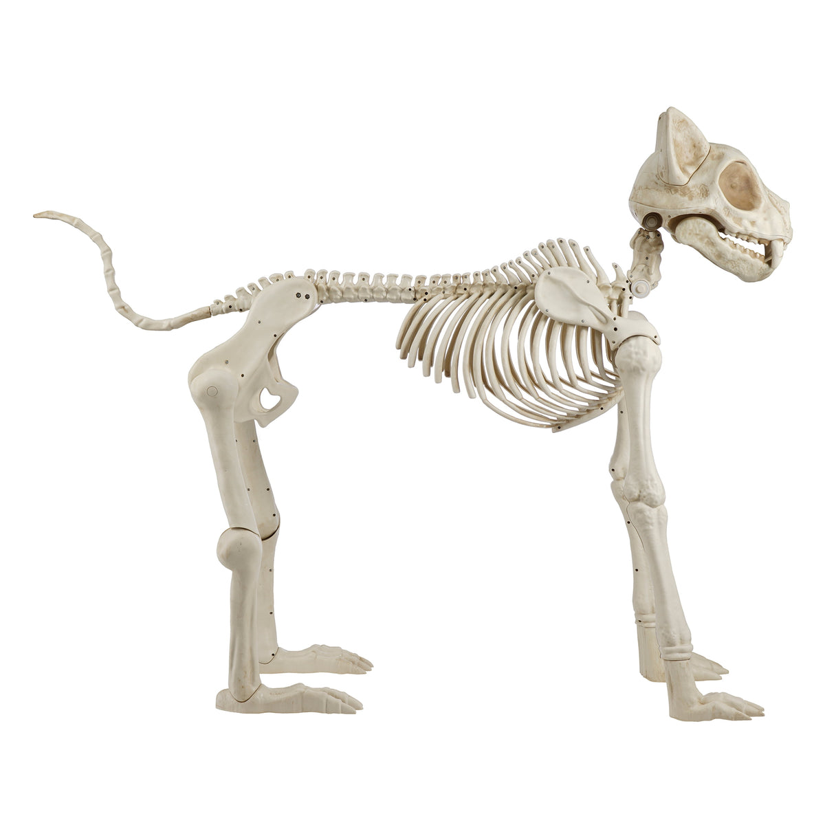 Way To Celebrate Animated Skeleton Cat Halloween Decoration, Beige, 60 in