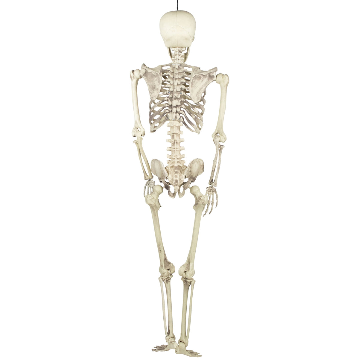Northlight 5' Life Size Skeleton Indoor/Outdoor Halloween Decoration - White/Gray