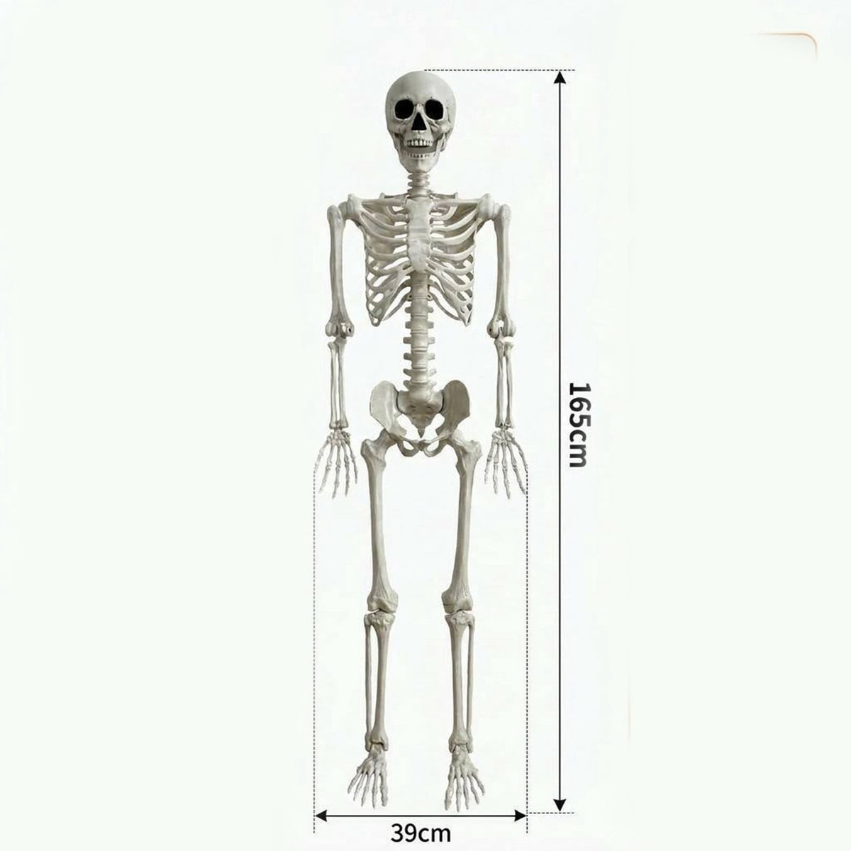 MYUNNIL Halloween Life Size Poseable Skeleton, Lightweight Spooky Simulated Human Skeleton Prop with Movable Joints, 5Ft Funny Reusable Seasonal Decoration for Haunted House Yard Party Indoor Decor