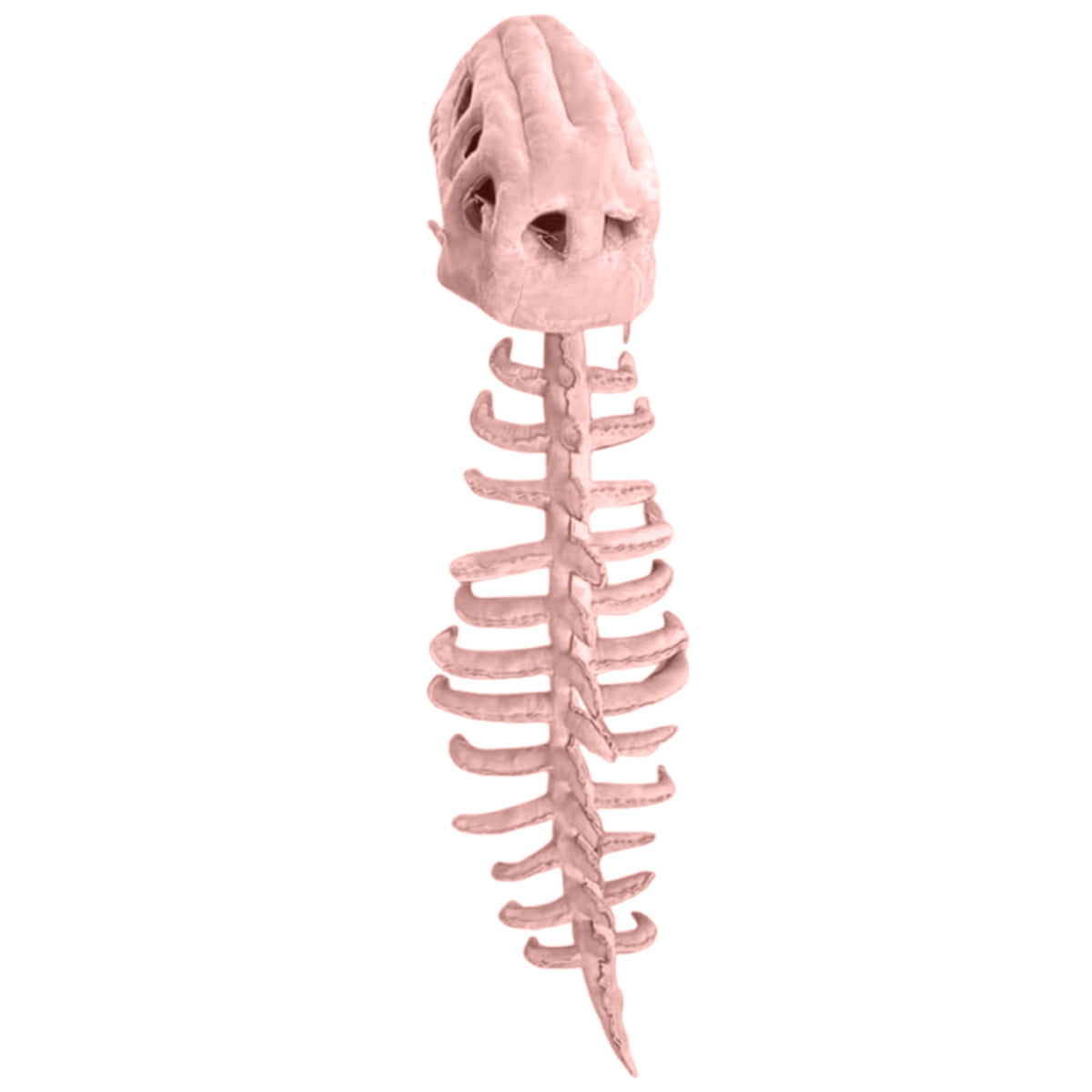 Adult Dinosaur Skeleton 3D Realistic Fossil Design Headpiece Mask for Halloween Themed Party Dress Up Decoration Prop Green