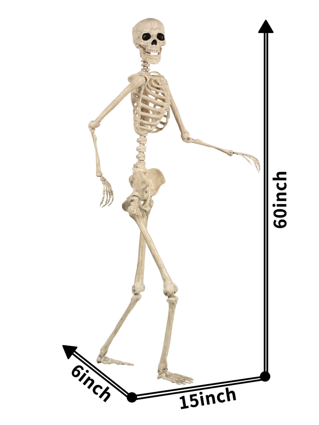 Seasons 5 FT Pose-N-Stay Life Size Skeleton with Realistic Posable and Movable Joints Halloween Decoration for Crazy Bonez Skeleton Line