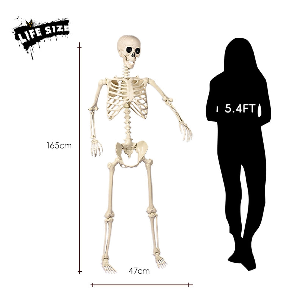 5.4FT Realistic Life-sized Human Plastic Skeleton Decoration, Flexible Joints, Standing & Hanging Skeleton Decoration for Halloween Ghost House, Tabletop, Indoor & Covered Outdoor Decor